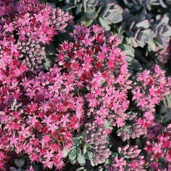 Очиток Sedum cauticola ‘Lidakense’