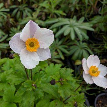 Анемона Anemone hybrida ‘Elfin Swan’