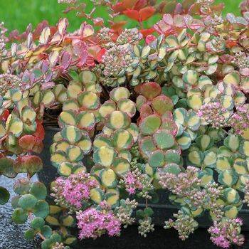 Очиток Sedum sieboldii ‘Mediovariegatum’