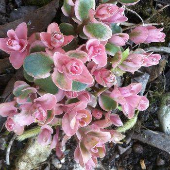 Очиток Sedum x hybrida ‘Pinky’