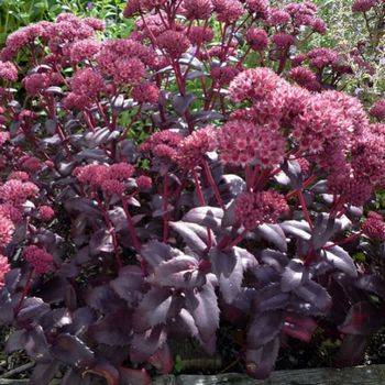 Очиток Sedum x hybrida ‘Purple Emperor’