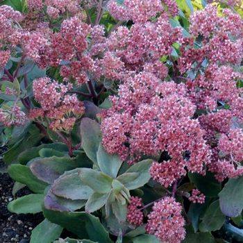 Очиток Sedum telephium ‘Touchdown Breeze’