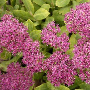 Очиток Sedum spectabile ‘Neon’