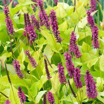 Персикария (горец) Persicaria AMPEXICAULIS ‘Golden Arrow’