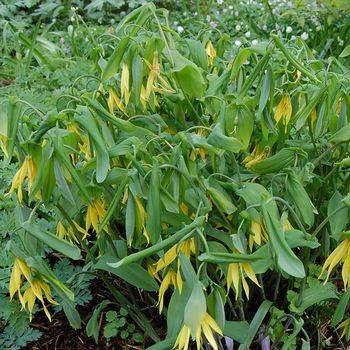 Увулярия Uvularia grandiflora