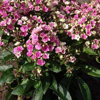 Флокс Phlox paniculata ‘Aureole’