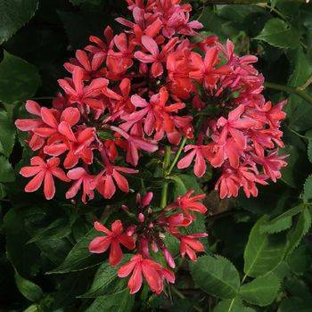 Флокс Phlox paniculata ‘Cleopatra’