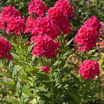 Флокс Phlox paniculata ‘Grenadine Dream’