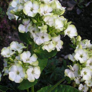 Флокс Phlox paniculata ‘Jade’