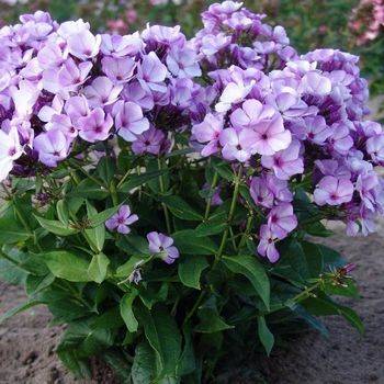 Флокс Phlox paniculata ‘Jeff’s Blue’