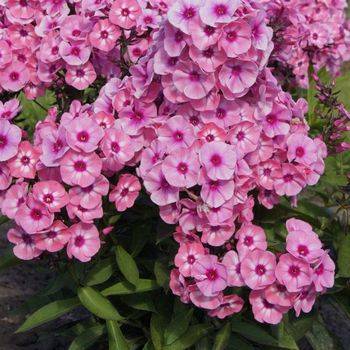 Флокс Phlox paniculata ‘Larissa’