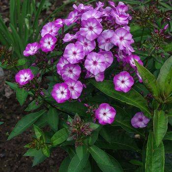 Флокс Phlox paniculata ‘Little Laura’