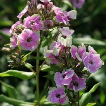 Флокс Phlox paniculata ‘Mike’s Choice’