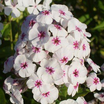 Флокс Phlox paniculata ‘Mike’s Favourite’