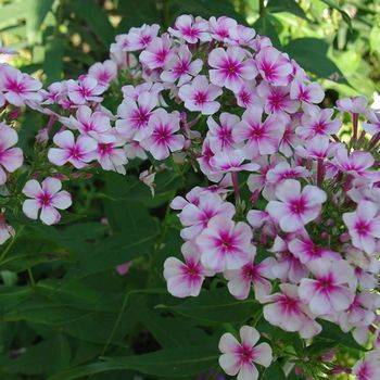 Флокс Phlox paniculata ‘Neon Flare’