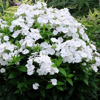 Флокс Phlox paniculata ‘Piña Colada’