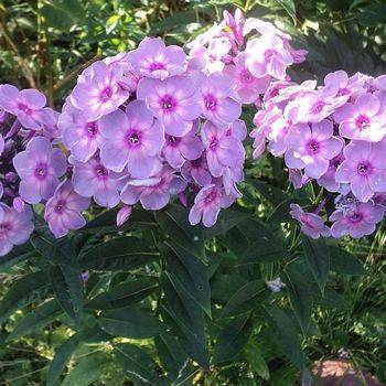 Флокс Phlox paniculata ‘Rainbow Dancer’