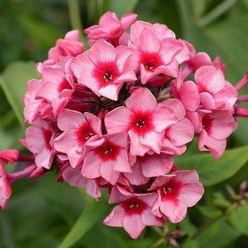 Флокс Phlox paniculata ‘Red Caribbean’