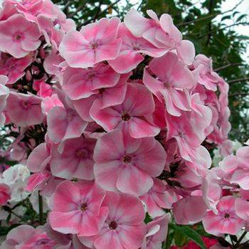 Флокс Phlox paniculata ‘Tatjana’