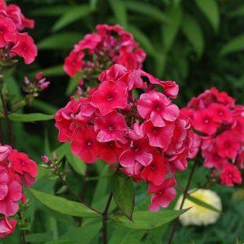 Флокс Phlox paniculata ‘Tequila Sunrise’