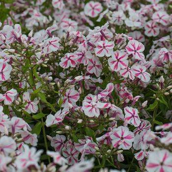 Флокс Phlox paniculata ‘Twister’