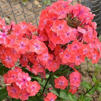 Флокс Phlox paniculata ‘Watermelon Punch’