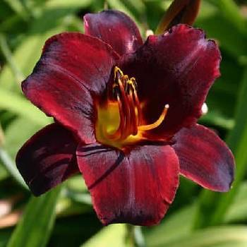 Лилейник Hemerocallis ‘Starling’ 