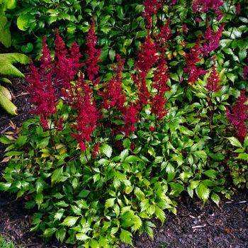 Астильба Astilbe japonica ‘Montgomery’