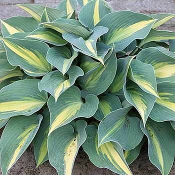 Хоста Hosta ‘Catherine’