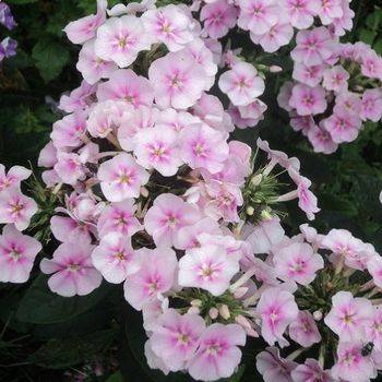 Флокс Phlox paniculata ‘Younique Bicolor’