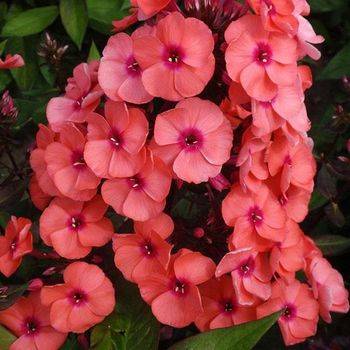 Флокс Phlox paniculata ‘Younique Orange’