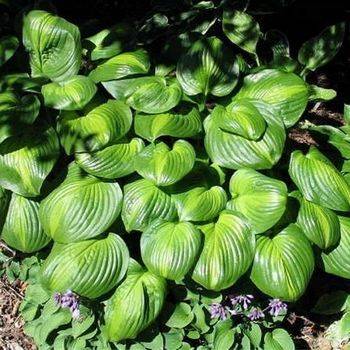 Хоста Hosta ‘Avocado’