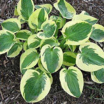 Хоста Hosta ‘Brim Cup’