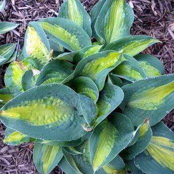 Хоста Hosta ‘Chain Lightning’