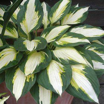 Хоста Hosta ‘Color Festival’