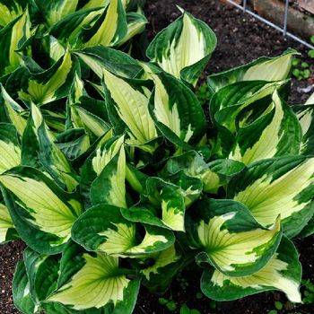 Хоста Hosta ‘Colored Hulk’