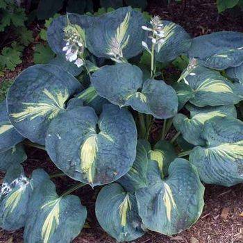 Хоста Hosta ‘Dream Queen’