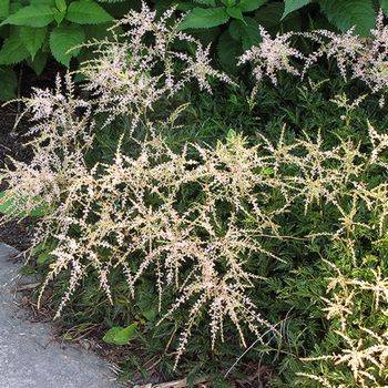 Астильба Astilbe simplicifolia ‘Darwin’s Snow Sprite’