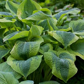 Хоста Hosta ‘Climax’