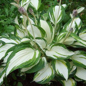 Хоста Hosta ‘Enterprise’