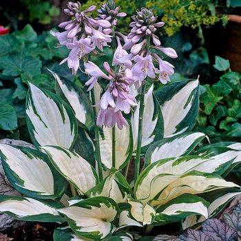 Хоста Hosta ‘Fire and Ice’