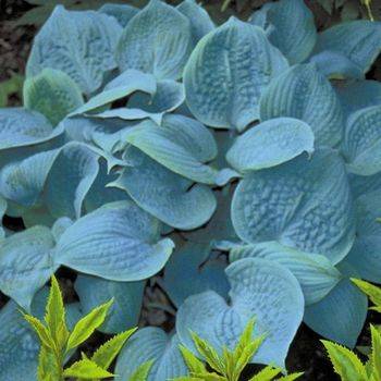 Хоста Hosta ‘Fragrant Blue’