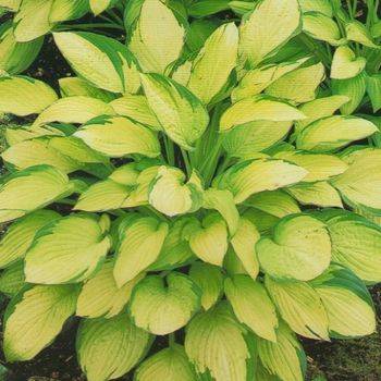 Хоста Hosta ‘Gold Standard’