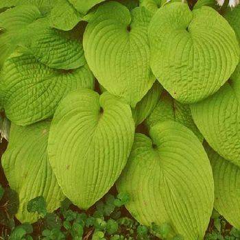 Хоста Hosta ‘Golden Waffles’