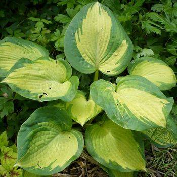 Хоста Hosta ‘Great Expectations’