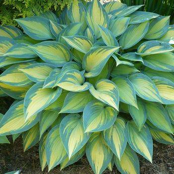 Хоста Hosta ‘June’