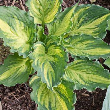 Хоста Hosta ‘Lakeside Paisley Print’