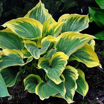 Хоста Hosta ‘Liberty’