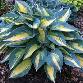 Хоста Hosta ‘Magic Island’