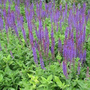 Шалфей Salvia nemorosa ‘Ostfriesland’ 